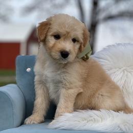 Dior - Gold male Bordoodle puppy in Conway, Missouri from 2J 2K Bordoodles