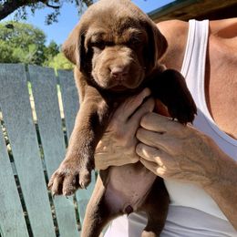 Labrador Retriever Puppies from The Sugar & Spice Ranch Labrador Retrievers