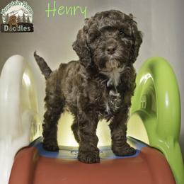 Henry - Chocolate male Australian Labradoodle puppy in Cashmere, Washington from Mountain Home Doodles