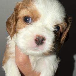 Blenheim girl 2 - Blenheim female Cavalier King Charles Spaniel puppy in Queen Creek, Arizona from Andresen's Cavaliers