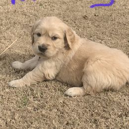 Golden Retriever Puppies from Daniel Ranch Golden Retrievers