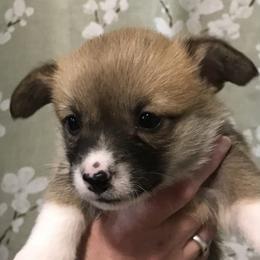 Girl 1 - Fawn female Pembroke Welsh Corgi puppy in Indian Valley, Idaho from Indian Valley Corgies