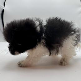 Henry - Black parti male Pomeranian puppy in Brandon, Vermont from Poms All Day