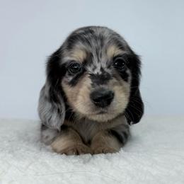 Kai - Dapple male Dachshund puppy in Sonora, California from HEFFERNAN HOUNDS