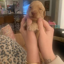 Goldendoodle Puppies from Blue Valley Goldendoodles