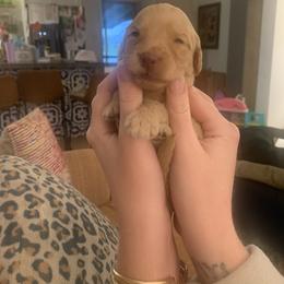 Goldendoodle Puppies from Blue Valley Goldendoodles
