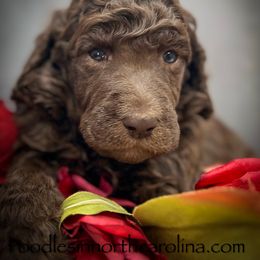 Harry - Brown male Poodle puppy in Greenville, North Carolina from Grace Poodles