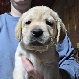 2nd Pick Female - Yellow female Labrador Retriever puppy in Andrews, South Carolina from Leyland Cypress Retrievers