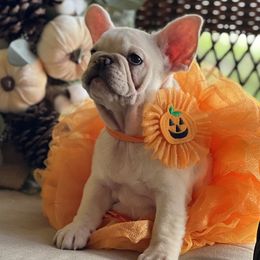 French Bulldogs from Exceptional French Bulldog Puppies