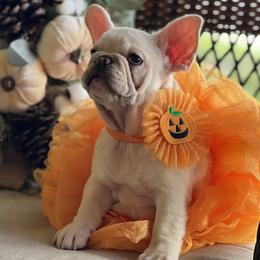 French Bulldogs from Exceptional French Bulldog Puppies