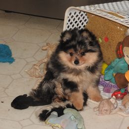 Pomeranian and Shichon Puppies from Smallstar puppys
