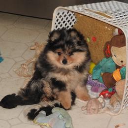 Pomeranian and Shichon Puppies from Smallstar puppys