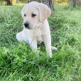 Labrador Retriever Puppies from Dancing Sky Labradors