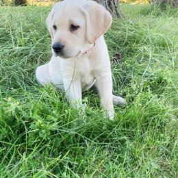Labrador Retriever Puppies from Dancing Sky Labradors