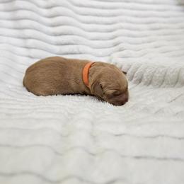 Orange Collar - Male - Yellow male Labrador Retriever puppy in Boyd, Minnesota from Lindley Labradors