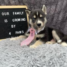 Saturn - Black tan and white male Siberian Husky puppy in Lagro, Indiana from Siberian Huskies-Beckham the Great