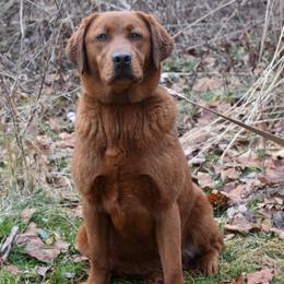 Kimber - Labrador Retriever