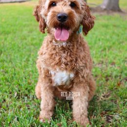 Birdie - Goldendoodle