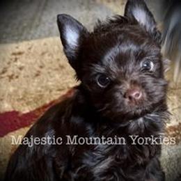 Yorkshire Terrier Puppies from Majestic Mountain Yorkies
