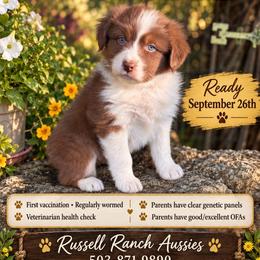 Red Tri boy - Red tri-color male Australian Shepherd puppy in Stayton, Oregon from Russell Ranch Aussies