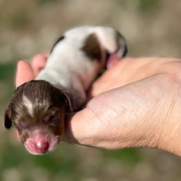 Boy 2 - Dapple male Dachshund puppy in London, Kentucky from Steele Half Acre Homestead