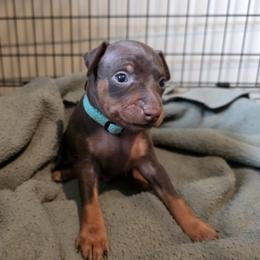 XCM1 9-26 - Turquois - Chocolate and rust male Miniature Pinscher puppy in Middle Point, Ohio from Knisely's Min Pins-AKC