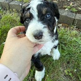 Carter - Tri-color male Bernedoodle puppy in Center Line, Michigan from Mitten Made Bernedoodles