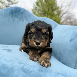 Jasper - Phantom male Bernedoodle puppy in Wamego, Kansas from Doodles of Oz