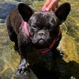 French Bulldogs from Dc Frenchies