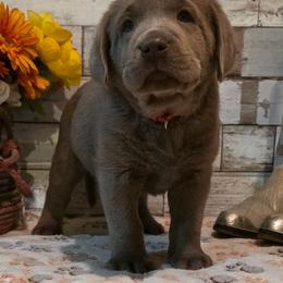 Rye - male Dilute Retriever puppy in Gardnerville, Nevada from Jobs Peak Labradors
