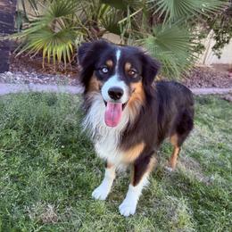 Security - Miniature American Shepherd