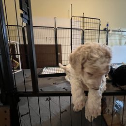 Australian Cattle Dog and Poodle Puppies from Hernwood Heelers & Poodles