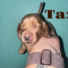 Taz - Cream male Dachshund puppy in Monitor, Washington from Shannon Dolly’s Dachshunds