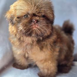 Lou Lou Who - Liver male Shih Tzu puppy in Jenks, Oklahoma from Northstar Shih Tzu