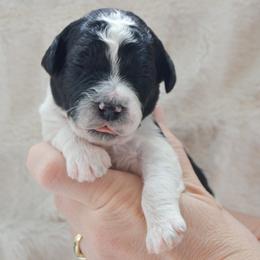 Birch - Parti male Goldendoodle puppy in Lancaster, Pennsylvania from Doodles in the Skye