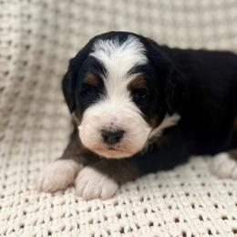 Mint (green collar) - Tri-color male Bernedoodle puppy in Colorado Springs, Colorado from Mercy Mountain Bernedoodles