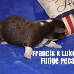 Miniature American Shepherd Puppies from MarLoWin Miniature American Shepherds