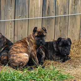 Cane Corso Puppies from Willow Creek Cane Corsos