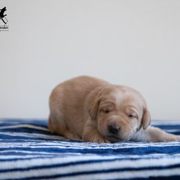 Labrador Retriever Puppies from Sun Ridge Labradors