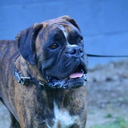 Nadia - Boxer