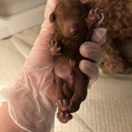 Hazel - Red  male Poodle puppy in Charlotte, North Carolina from Cinnamon Toffee
