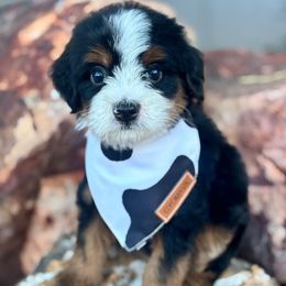 Honey - Tri-color female Bernedoodle puppy in Peoria, Arizona from Grand Canyon Bernedoodles