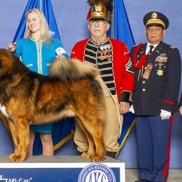 Tibetan Mastiffs from Alpine Tibetan Mastiffs