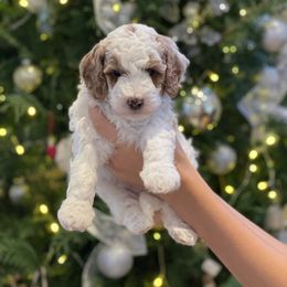 Goldendoodle Puppies from Glittering Grace Goldendoodles