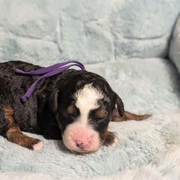 Muffin - Tri-color female Bernedoodle puppy in Mount Pleasant, Tennessee from Amy Brewer