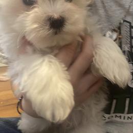 Gabriel - White male Maltese puppy in Polo, Missouri from Purely Maltese