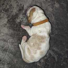 Brown boy - Lemon and white male Basset Hound puppy in Santa Rosa, California from Redwood Coast bassetts