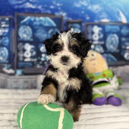 Bernedoodle and Goldendoodle Puppies from Donnas Deluxe Doodles LLC