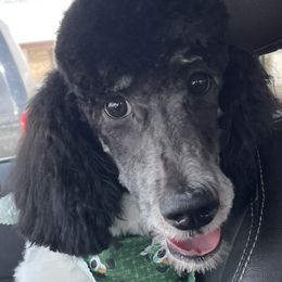 Prada - Poodle