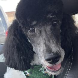 Prada - Poodle